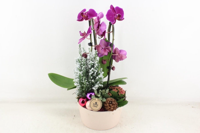 <h4>arr2 PL - Taupe pot Phal. lila</h4>