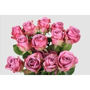 Rosa ec cool water