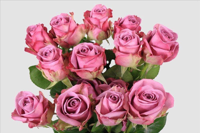 <h4>Rosa ec cool water</h4>
