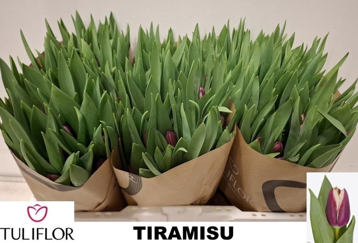 <h4>TU EN TIRAMISU</h4>