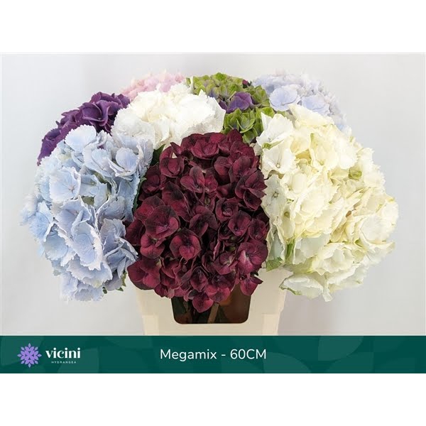 <h4>Hydr Megamix 60 cm Vicini</h4>