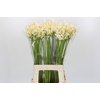 Agapanthus  'Gletsjer'