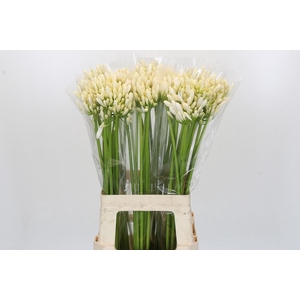 Agapanthus  'Gletsjer'