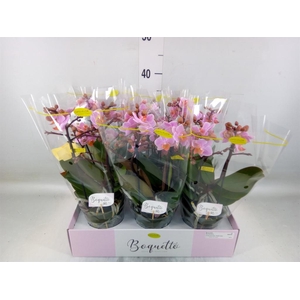 Phalaenopsis multi.   ...rose