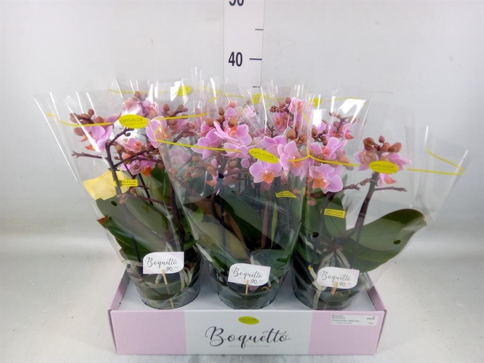 <h4>Phalaenopsis multi.   ...rose</h4>