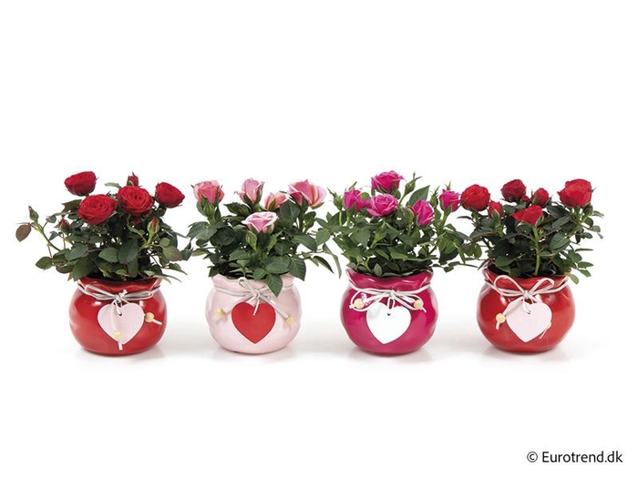 <h4>ROSA-HYBRID KUVERT</h4>