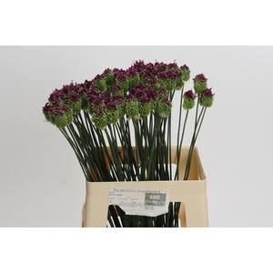 Allium Sphaerocephalon