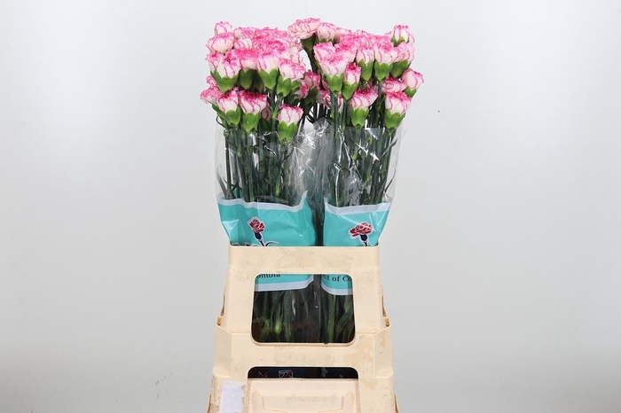 <h4>Di St Komachi</h4>