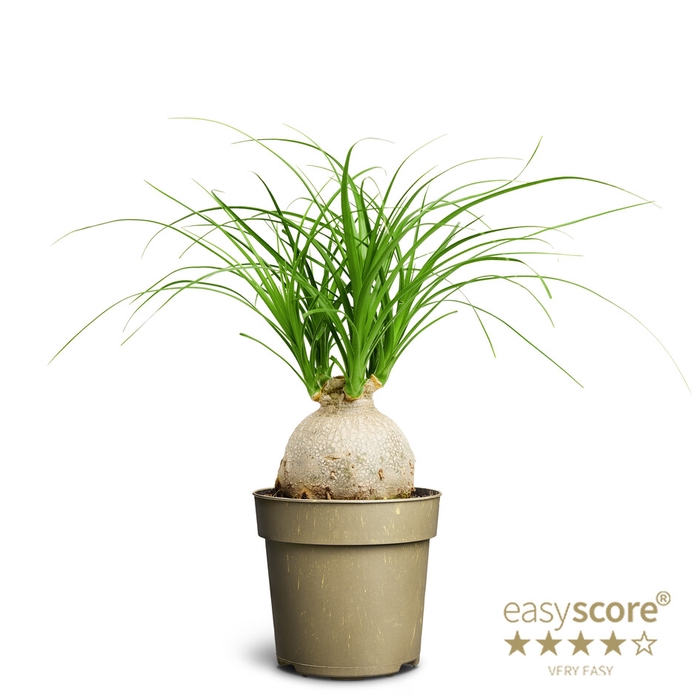 BEAUCARNEA RECURVATA p11