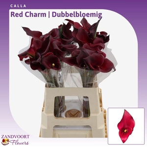 Calla Red Charm | Dubbelbloemig
