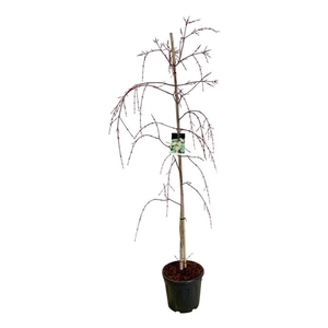 Acer consp. 'Red Flamingo'