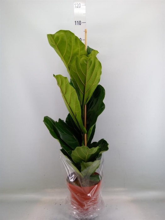 <h4>Ficus lyrata</h4>
