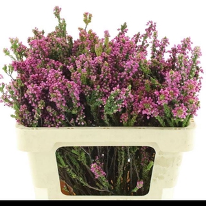 ERICA CORIFOLIA
