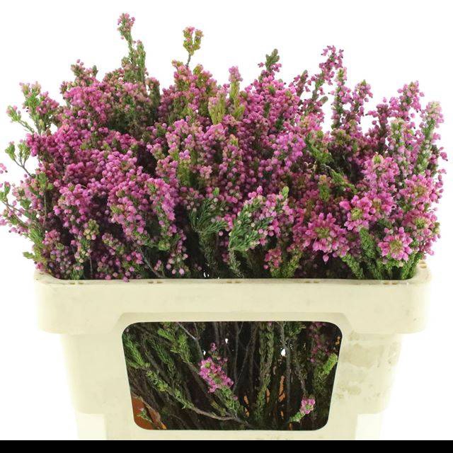 <h4>ERICA CORIFOLIA</h4>