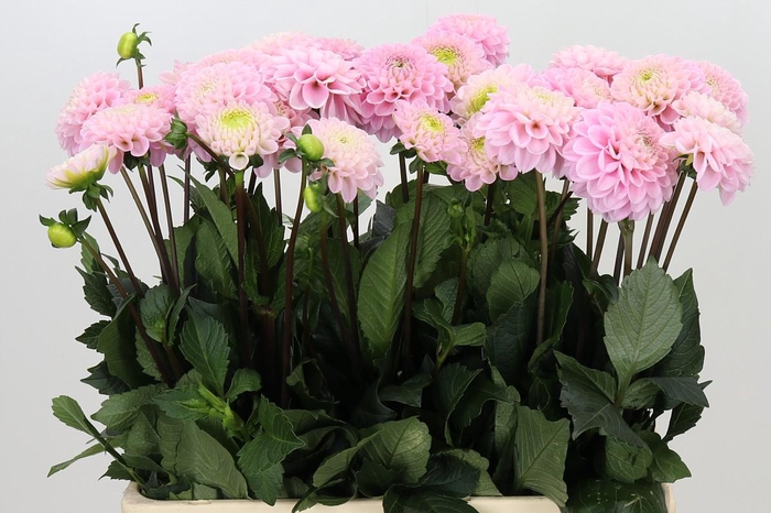 <h4>Dahlia Wizard of Oz</h4>