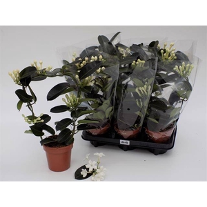 .Stephanotis floribunda overig