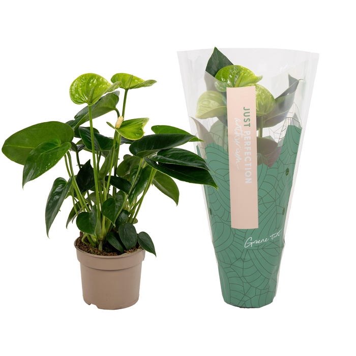 <h4>Anthurium Smaragd''Just perfection®'' (XL-Flowers)</h4>