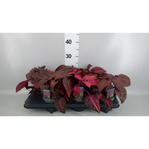 Iresine herbstii 'Rich Redstar'