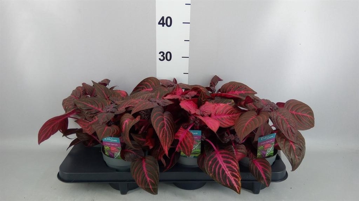 <h4>Iresine herbstii 'Rich Redstar'</h4>