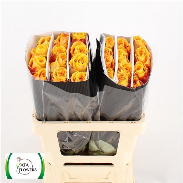 <h4>R Gr Silantoi</h4>