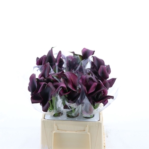 Calla Odessa | Dubbelbloemig