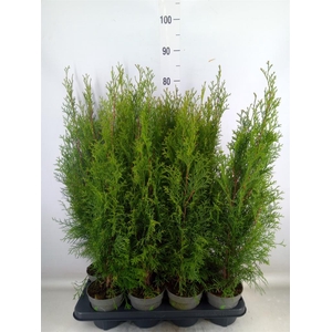 Thuja occid. 'Smaragd'