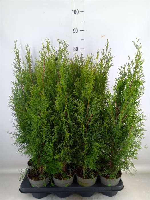 <h4>Thuja occid. 'Smaragd'</h4>