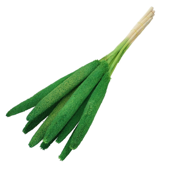 <h4>Droogbloem Bapala 65cm x10</h4>