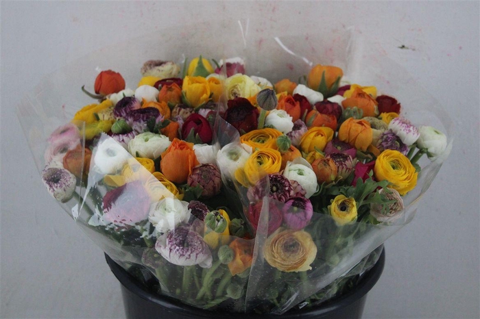 <h4>Ran Elegance Mixed</h4>