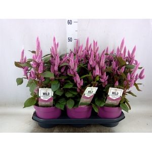 Celosia arg. SP 'Wild Pink'