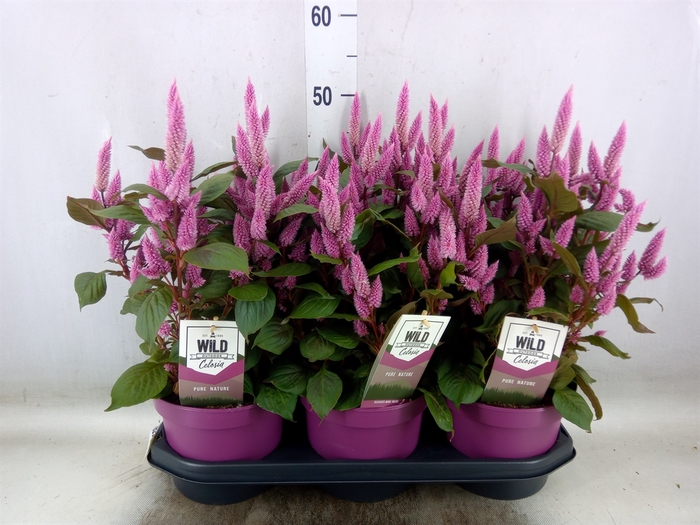 <h4>Celosia arg. SP 'Wild Pink'</h4>