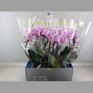 Phalaenopsis   ...