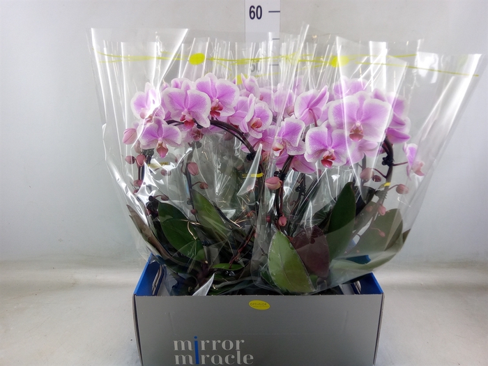 <h4>Phalaenopsis   ...</h4>