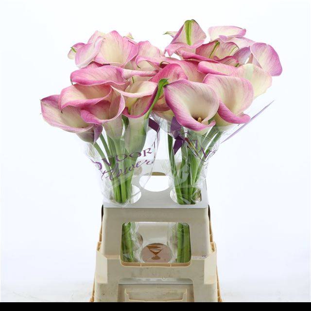 <h4>Zantedeschia denver</h4>