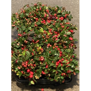 GAULTHERIA PROC WINTERPEARLS