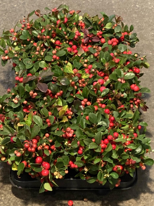 <h4>GAULTHERIA PROC WINTERPEARLS</h4>