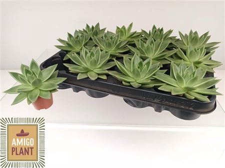 <h4>Echeveria 'Miranda'</h4>