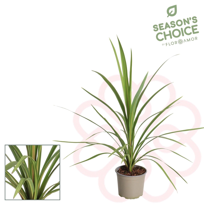 <h4>Cordyline 'Peko' 65 -75 cm</h4>
