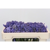 Agapanthus EYFORI Blue