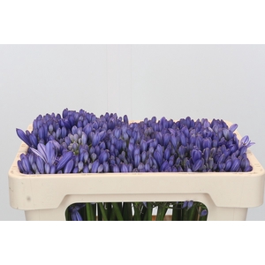 Agapanthus EYFORI Blue