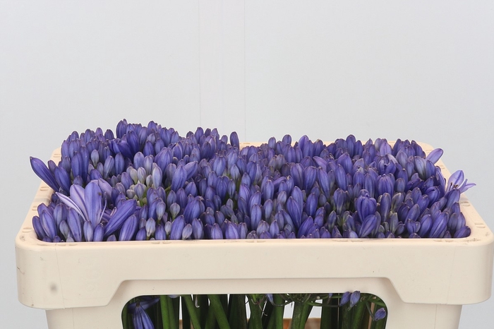 <h4>Agapanthus EYFORI Blue</h4>
