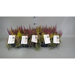 Calluna vulg. 'BeautyS Beautybelle'
