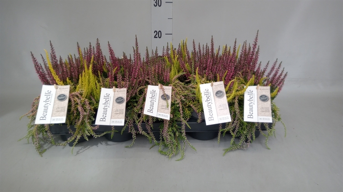 <h4>Calluna vulg. 'BeautyS Beautybelle'</h4>