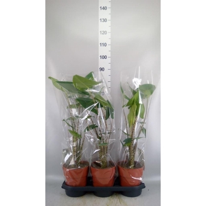 Alocasia zebrina