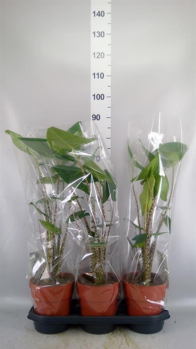 <h4>Alocasia zebrina</h4>
