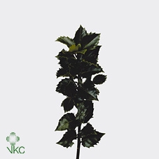 <h4>Ilex Me Blue Prince</h4>