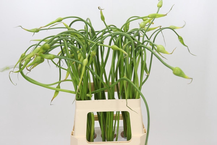 <h4>Allium Sativum Ophioscorodon</h4>