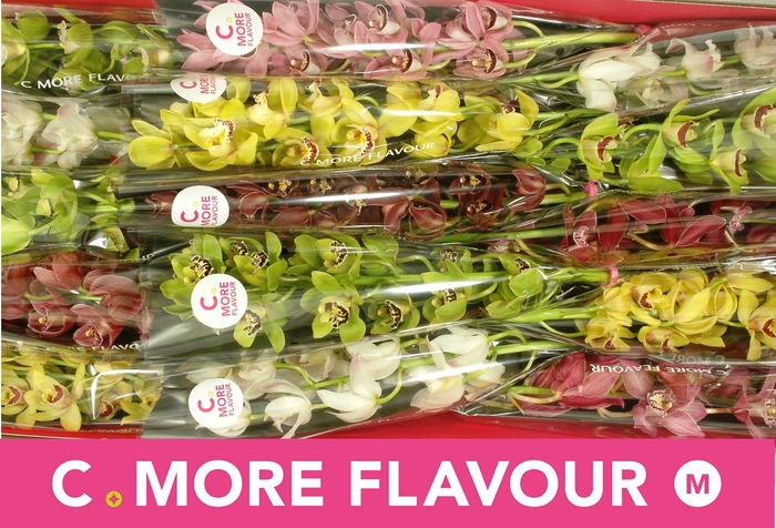 <h4>CYMB MI GEM</h4>