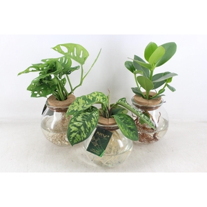 arr3 VDE - Intenz mix in bolglas x3