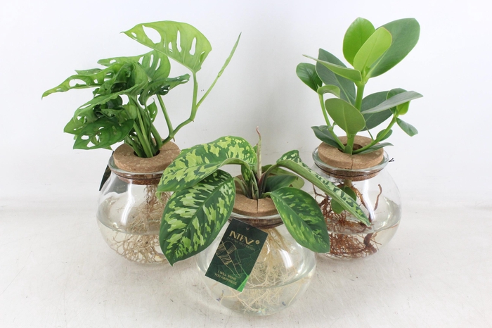 <h4>arr3 VDE - Intenz mix in bolglas x3</h4>